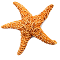 estrella-qsbrf5doz7s2yyi1r36d580x3577zadmhoig5mzri8